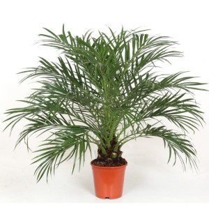 Пальма Робелена 45 см.